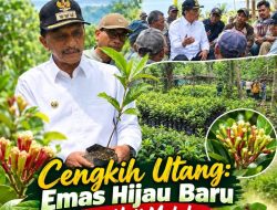 Cengkih Utang: Emas Hijau Baru dari Hati Maluku