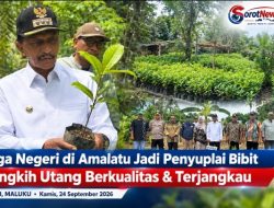 Tiga Negeri di Amalatu Jadi Penyuplai Bibit Cengkih Utang Berkualitas & Terjangkau